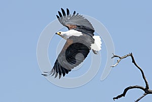 African Fish Eagle