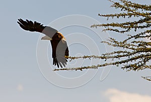 African Fish Eagle taking off
