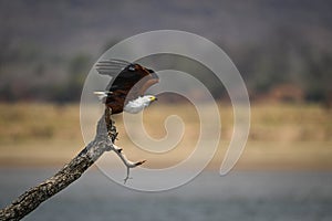 African fish eagle taking off from bough