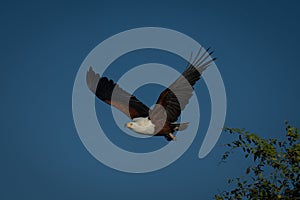 African fish eagle taking off from branches