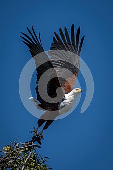 African fish eagle taking off from bush