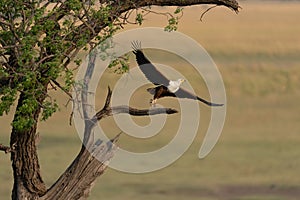 African fish eagle taking off from tree