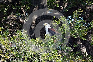 African fish eagle in a tree