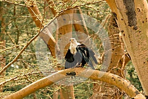African fish eagle on a tree branch in the wild at Lake Nakuru National Park in Kenya