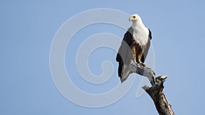 African fish eagle on tree top