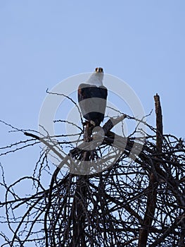 African Fish-Eagle turning its head