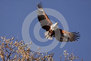 African Fisheagle flying in Botswana