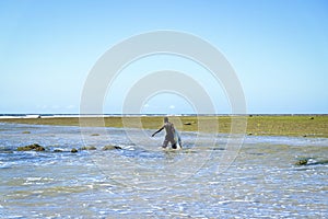 African fisherman in shallow water with his fishing net