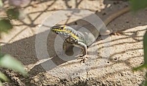 African five lined skink lizard on a rock in garden
