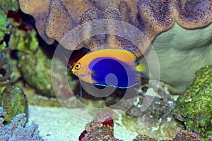African Flameback Pygmy Angelfish, Centropyge acanthops photo