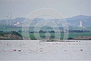 African flamingoes feed calmly in Acrotiri salt lake, Cyprus