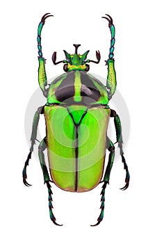 African flower beetle Neptunides polychrous