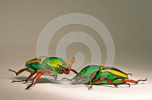 African Flower Beetles