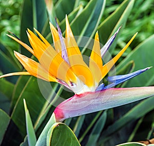 African flower strelitzia, bird of paradise, Madeira island, Fun