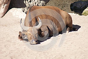 African Forest Buffalo - Syncerus caffer nanus