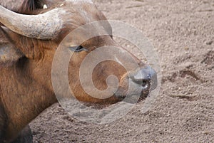 African Forest Buffalo - Syncerus caffer nanus