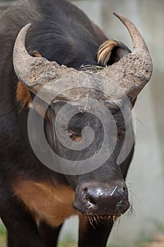 African forest buffalo Syncerus caffer nanus