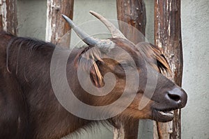 African forest buffaloes (Syncerus caffer nanus)