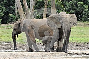 African Forest Elephant, Loxodonta africana cyclotis,