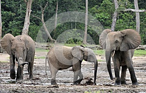 African Forest Elephant, Loxodonta africana cyclotis, of Congo Basin. At the Dzanga saline