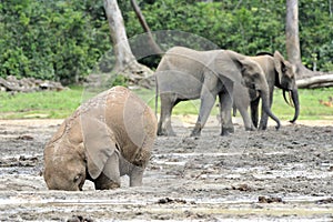 African Forest Elephant, Loxodonta africana cyclotis, of Congo Basin. At the Dzanga saline (a forest clearing) Central A