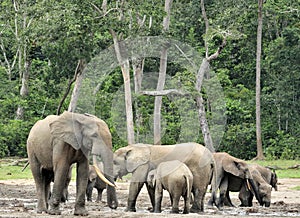 African Forest Elephant, Loxodonta africana cyclotis, of Congo Basin. At the Dzanga saline (a forest clearing) Central A