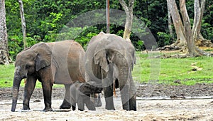 African Forest Elephant, Loxodonta africana cyclotis, of Congo Basin. At the Dzanga saline a forest clearing Central African