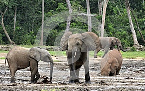 African Forest Elephant, Loxodonta africana cyclotis, of Congo Basin. At the Dzanga saline a forest clearing Central African