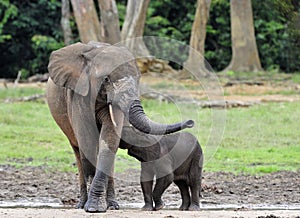 African Forest Elephant, Loxodonta africana cyclotis, of Congo Basin. At the Dzanga saline (a forest clearing) Central African Re