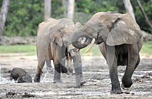 African Forest Elephant, Loxodonta africana cyclotis, of Congo Basin. At the Dzanga saline (a forest clearing) Central African Re