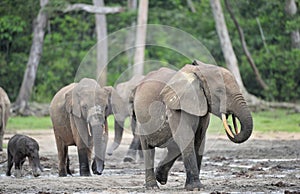 African Forest Elephant, Loxodonta africana cyclotis, of Congo Basin. At the Dzanga saline (a forest clearing) Central African Re