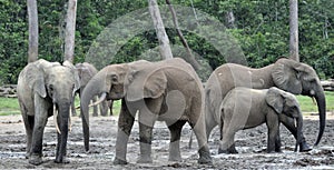 African Forest Elephant, Loxodonta africana cyclotis, of Congo Basin. At the Dzanga saline (a forest clearing) Central African Re