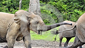 African Forest Elephant, Loxodonta africana cyclotis, of Congo Basin. At the Dzanga saline (a forest clearing) Central African Re