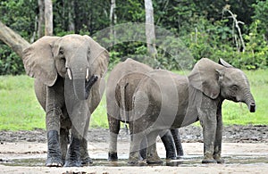 African Forest Elephant, Loxodonta africana cyclotis, of Congo Basin. At the Dzanga saline (a forest clearing) Central African Re