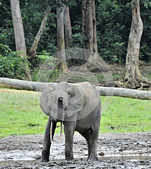 African Forest Elephant, Loxodonta africana cyclotis, of Congo Basin. At the Dzanga saline (a forest clearing) Central African Re