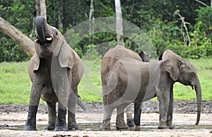 African Forest Elephant, Loxodonta africana cyclotis, of Congo Basin. At the Dzanga saline (a forest clearing) Central African Re