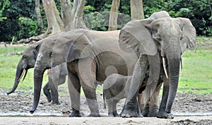 African Forest Elephant, Loxodonta africana cyclotis, of Congo Basin. At the Dzanga saline (a forest clearing) Central African Re