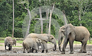 African Forest Elephant, Loxodonta africana cyclotis, of Congo Basin. At the Dzanga saline (a forest clearing) Central African Re