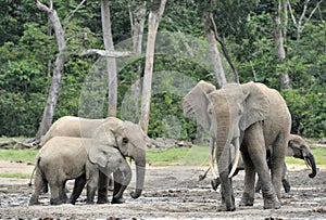 African Forest Elephant, Loxodonta africana cyclotis, of Congo Basin. At the Dzanga saline (a forest clearing) Central African Re