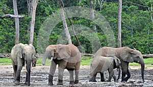 African Forest Elephant, Loxodonta africana cyclotis, of Congo Basin. At the Dzanga saline (a forest clearing) Central African Re