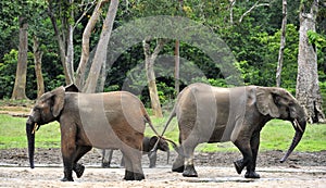 African Forest Elephant, Loxodonta africana cyclotis, of Congo Basin. At the Dzanga saline (a forest clearing) Central African Re