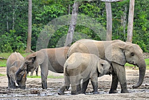 African Forest Elephant, Loxodonta africana cyclotis, of Congo Basin. At the Dzanga saline (a forest clearing) Central African Re