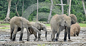 African Forest Elephant, Loxodonta africana cyclotis, of Congo Basin. At the Dzanga saline (a forest clearing) Central African Re