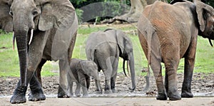 African Forest Elephant, Loxodonta africana cyclotis, of Congo Basin. At the Dzanga saline (a forest clearing) Central African Re