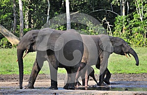 The African Forest Elephant, Loxodonta africana cyclotis, (forest dwelling elephant) of Congo Basin. At the Dzanga saline