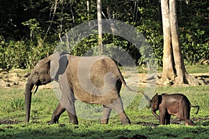 The African Forest Elephant, Loxodonta africana cyclotis, (forest dwelling elephant) of Congo Basin. At the Dzanga saline