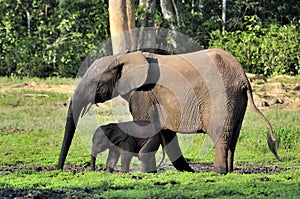 The African Forest Elephant, Loxodonta africana cyclotis, (forest dwelling elephant) of Congo Basin. At the Dzanga saline