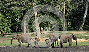 The African Forest Elephant, Loxodonta africana cyclotis, (forest dwelling elephant) of Congo Basin. At the Dzanga saline