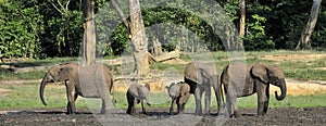 The African Forest Elephant, Loxodonta africana cyclotis, (forest dwelling elephant) of Congo Basin. At the Dzanga saline