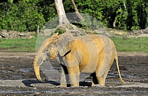 The African Forest Elephant, Loxodonta africana cyclotis, (forest dwelling elephant) of Congo Basin. At the Dzanga saline